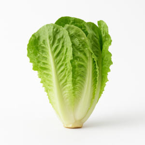 Lechuga costina